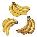 Set of bunches of ripe yellow bananas isolated on white background, collection of hand drawn banana bunches close up