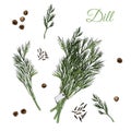 Set of bundles of dill and spices. Hand drawn ink and colored sketch isolated on white background.