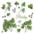 Set with bundles of leaves of parsley and spices. Hand drawn ink and colored sketch isolated on white background.