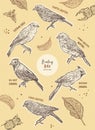 Set of bunting bird, hand draw sketch vector Royalty Free Stock Photo