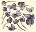 Set of buttercup buds and eucalyptus drawn by hand with pencil