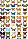 Set of butterflies