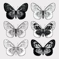 Set of butterflies black and white, hand-drawing. Vector illustr