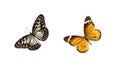 Set of butterflies Royalty Free Stock Photo