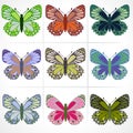 Set of butterflies. Royalty Free Stock Photo