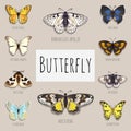 Set of butterflies with space for text Royalty Free Stock Photo