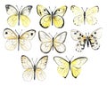Set of butterflies. Vintage elegant ink and pencil illustration