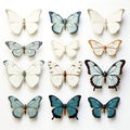 Set of butterflies white isolated