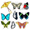 Set butterfly Ornithoptera paradisea, wings bird paradise, bl Royalty Free Stock Photo