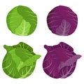 Set of cabbages isolated on white background. Flat vector illustration