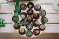 Set of cacti in pots in a flower shop