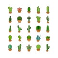 Set of cactus in a potplants Royalty Free Stock Photo