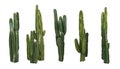 Set of cactus real plants isolated on white background