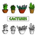 Set of Cactus and succulent plants in flower pots. Royalty Free Stock Photo