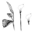 Set of Calla flowers and leaves
