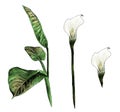 Set of Calla flowers and leaves