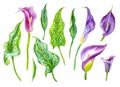 Set of Calla flowers and leaves Zantedeschia, watercolor Royalty Free Stock Photo