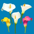 Set of calla lily in white, pink and yellow color. Royalty Free Stock Photo