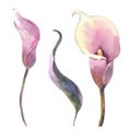 Set of Callas. tropical flowers and leaves watercolor painting. Botanical illustration, isolated white background Royalty Free Stock Photo
