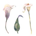 Set of Callas. tropical flowers and leaves watercolor painting. Botanical illustration, isolated white background Royalty Free Stock Photo