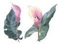 Set of Callas. tropical flowers and leaves watercolor painting. Botanical illustration, isolated white background Royalty Free Stock Photo