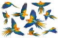 Set of Camelot Macaw parrots flying isolated on white background.