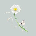 Set of camomile, white butterfly and white paper ribbon hand-drawn. Watercolor floral illustration of delicate flowers