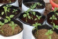Set of capsicum plant seedlings are planted in the grow bags with cocopeat and vermicompost