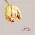 Set of card with Vintage tulip. Royalty Free Stock Photo