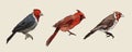 Set of Cardinal Birds, hand draw sketch vector