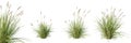 Set of carex brunnea plant with selective focus closeup, isolated on white background. 3D render.