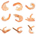 Set caridean shrimps of boiled prawn seafood and wooden chopsticks isolated white background Royalty Free Stock Photo