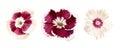 Set of carnations. Small burgundy white flowers. Vintage watercolor botanical illustration isolated on white background Royalty Free Stock Photo