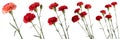 A set of carnations on a white background Royalty Free Stock Photo