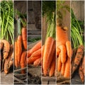 Set of carrots. collection of fresh and delicious vegetables