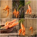 Set of carrots. collection of fresh and delicious vegetables