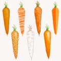 Set of carrots differently drawn