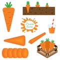 Set of carrots vector illustration in flat style Royalty Free Stock Photo