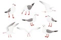 Set of carton style animal design seagull bird in different poses vector illustration isolated on white background Royalty Free Stock Photo