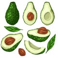 Set of cartoon avocados. Various elements of avocado slices with pits and leaves. Keto diet. Ingredients for Guacomole. Vector Royalty Free Stock Photo