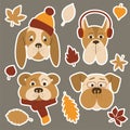 Set of cartoon dogs in autumn clothes and accessories. Autumn concept of pets. Yellow and red leaves