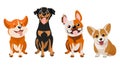 Set of cartoon dogs of different breeds, pinscher, corgi, bulldog. Illustration vector