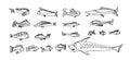 Set of cartoon fishes. Vector hand drawn outline clipart. Aquarium or sea collection. Black isolated on white background. Royalty Free Stock Photo