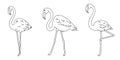Set of cartoon flamingos black lines silhouettes, cute wild tropical bird for kids coloring book, decoration, editable vector