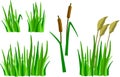 A set of cartoon grass, reeds and canes Royalty Free Stock Photo