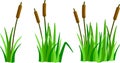 A set of cartoon grass, reeds and canes Royalty Free Stock Photo