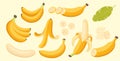 Set of cartoon illustration yellow bananas. Single, banana peel and bunches of fresh banana fruits.