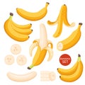 Set of cartoon illustration yellow bananas. Single, banana peel and bunches of fresh banana fruits. Royalty Free Stock Photo