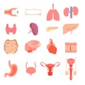 Set cartoon internal human organs. liver medicine anatomy characters. organ health medical design and body Royalty Free Stock Photo