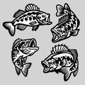 Set cartoon largemouth bass fish Royalty Free Stock Photo